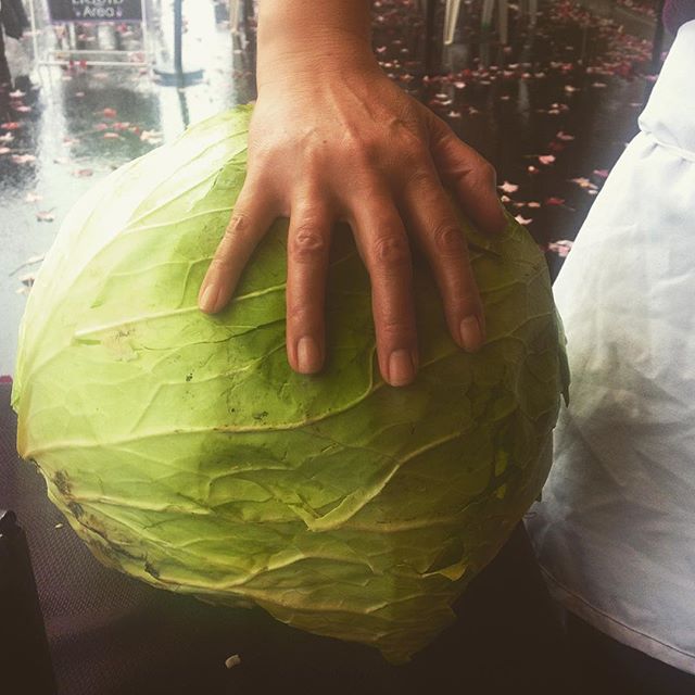We picked up a 22lb cabbage from #sungoldfarms to prepare for the #wilsonvillefarmersmarket tomorrow! We will be joining their harvest market every other Sunday until the end of November! #pdxeats #portland #portlandfarmers #farmtofork #pdx #portland